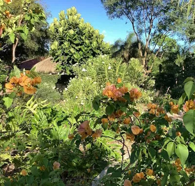 Pflanzenheilkunde (Phytotherapie)